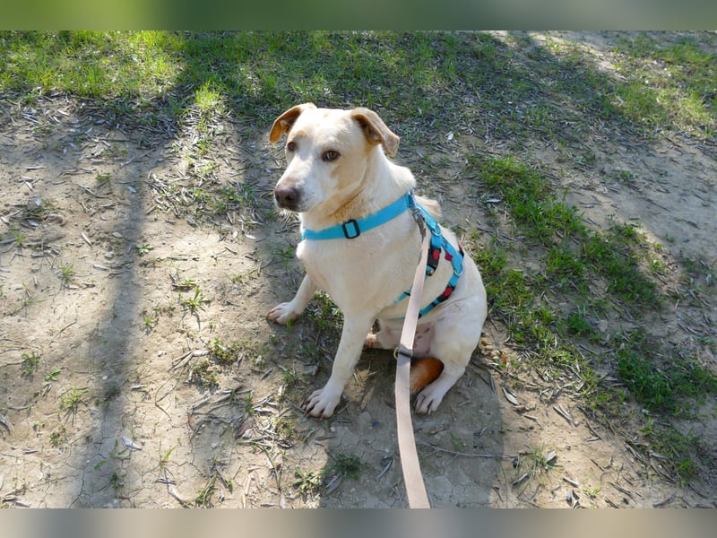 ruhiger Orio wünscht sich sein Zuhause für immer