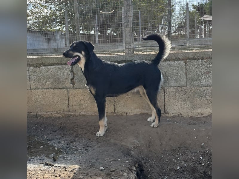 liebste Luisa sucht ihr Zuhause