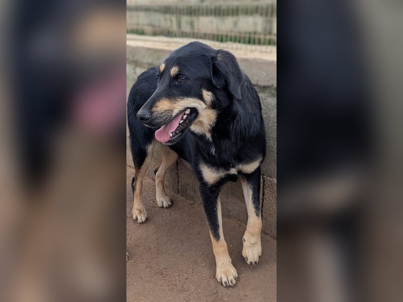 liebste Luisa sucht ihr Zuhause