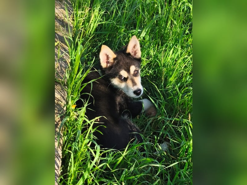 süßer Rocky sucht sein Zuhause für immer