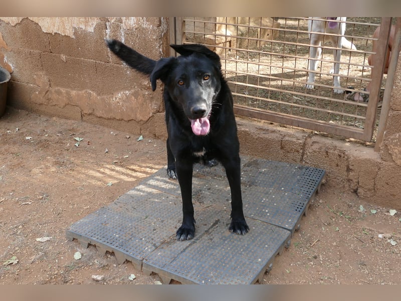 freundliche Zoe sucht ihr Zuhause für immer