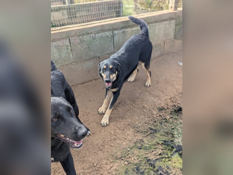 liebste Luisa sucht ihr Zuhause