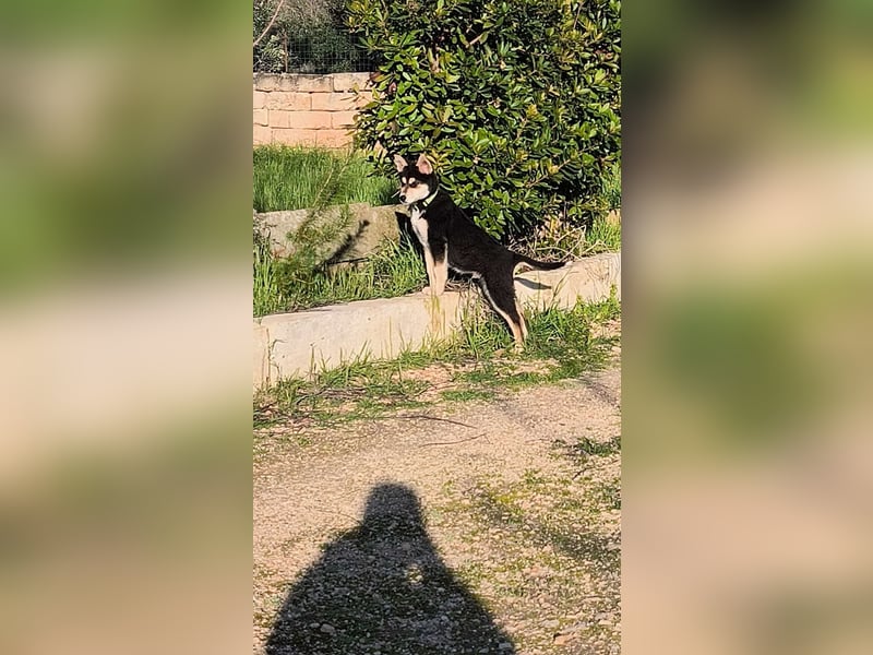 süßer Rocky sucht sein Zuhause für immer