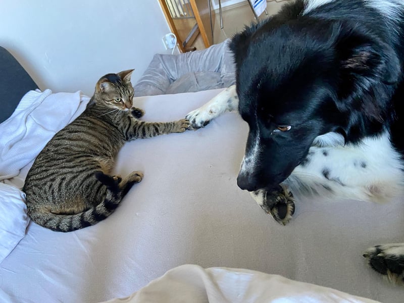 DRINGEND:  Willow in 86899 Landsberg sucht sein Zuhause