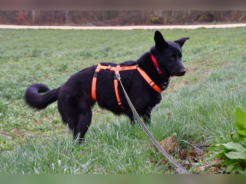 Barby auf Pflegestelle in 72488 Sigmaringen sucht ihr Zuhause