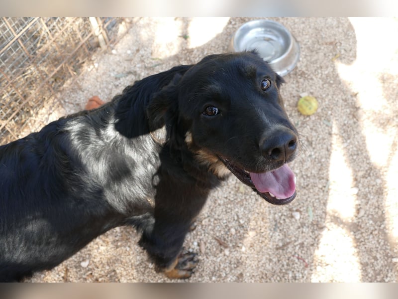 süßer Macho sucht sein kuscheliges Zuhause