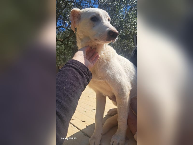 Linda sucht ihr Zuhause für immer