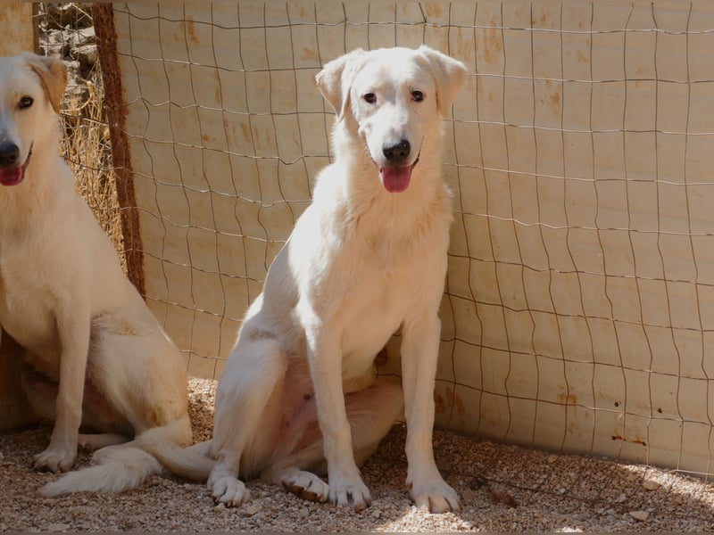 Loki wünscht sich sein Zuhause für immer