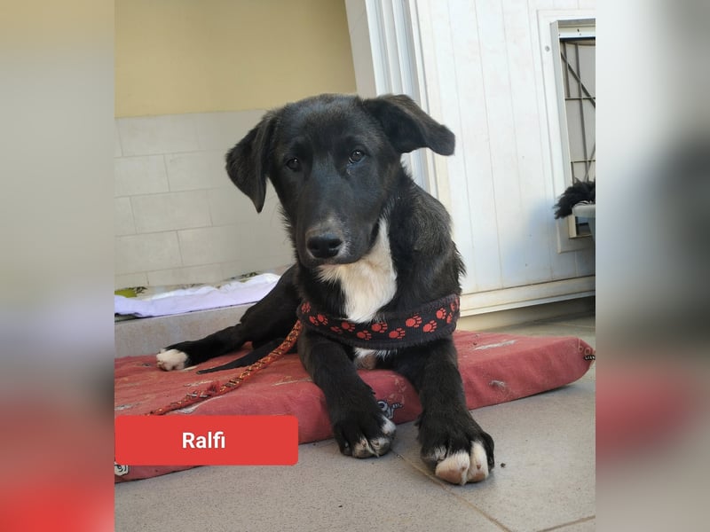 lieber Ralfi wünscht sich sein Zuhause
