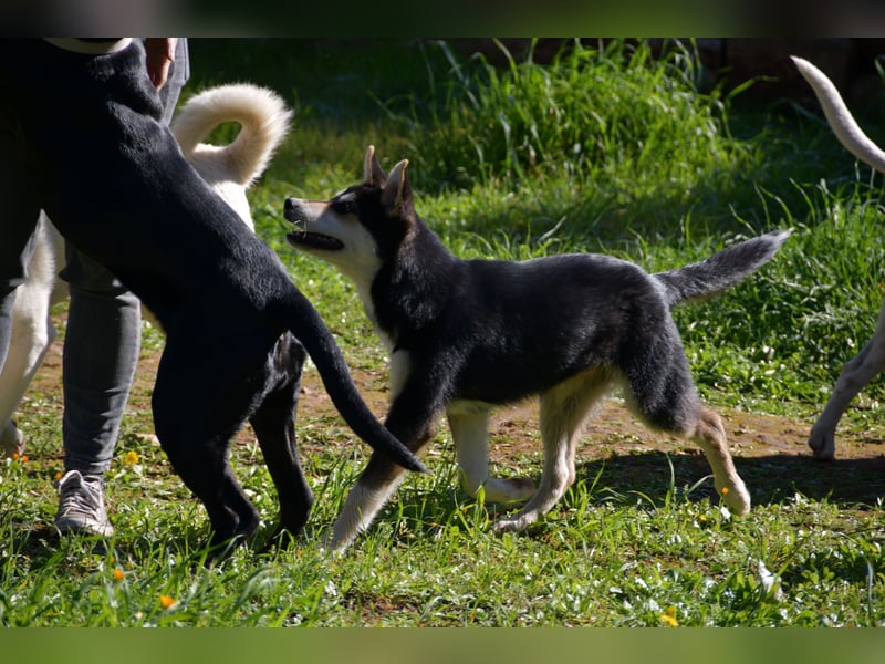 süßer Rocky sucht sein Zuhause für immer