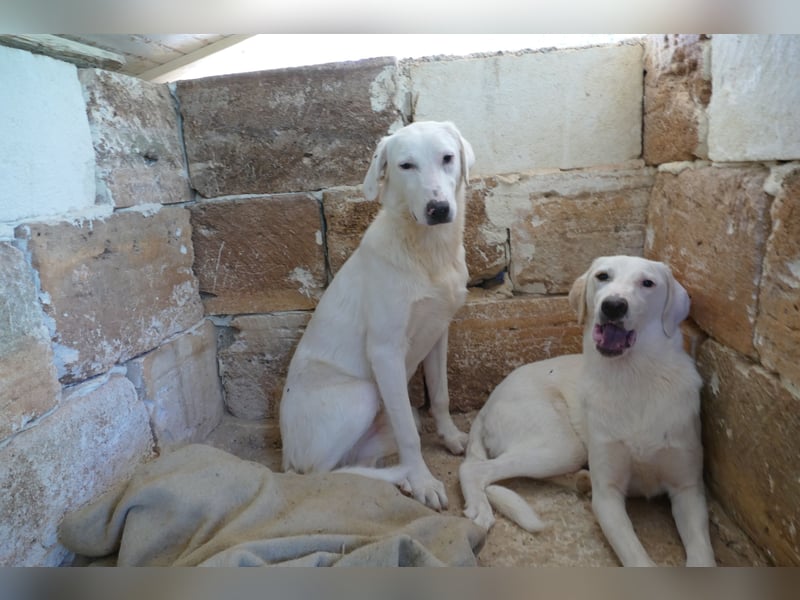 liebe Lilly wünscht sich ihr Zuhause für immer