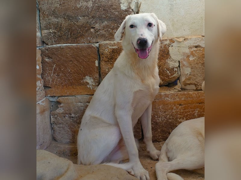 liebe Lilly wünscht sich ihr Zuhause für immer