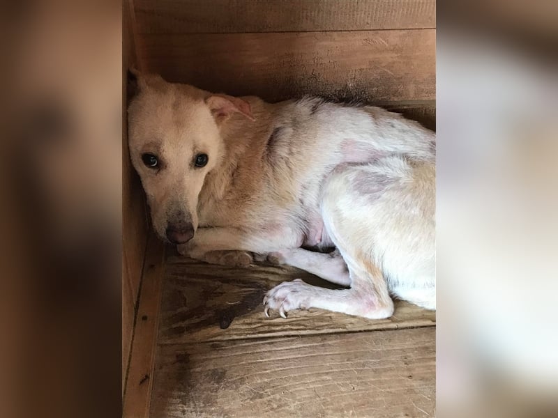 Die hübsche Anna sucht ein Zuhause oder eine Pflegestelle!