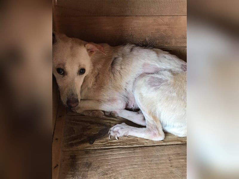 Die hübsche Anna sucht ein Zuhause oder eine Pflegestelle!