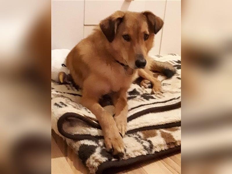 Handicap-Indie sucht ein Zuhause 