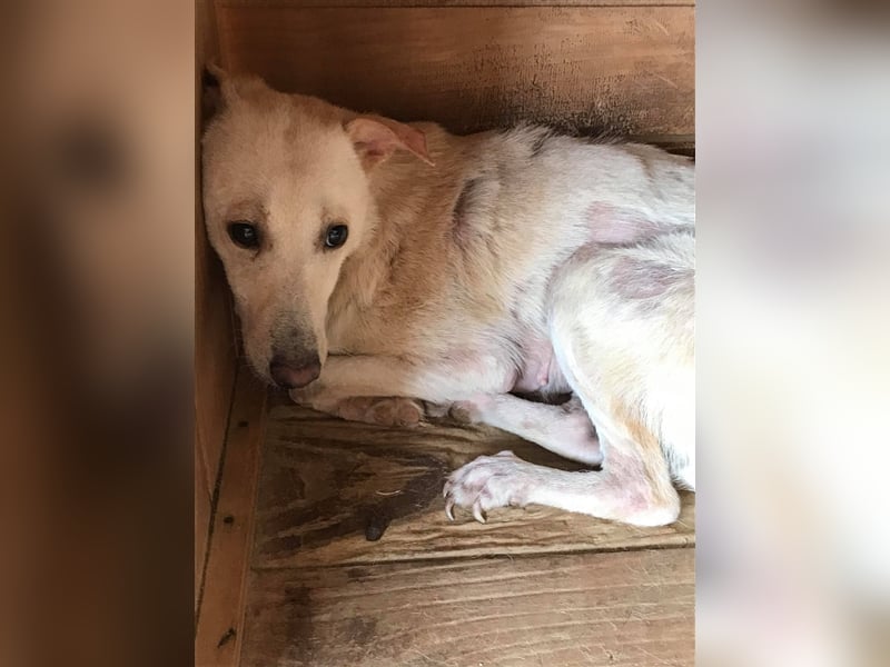 Die hübsche Anna sucht ein Zuhause oder eine Pflegestelle!