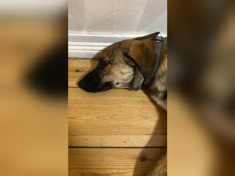 Goldi ein Mischlingsrüde