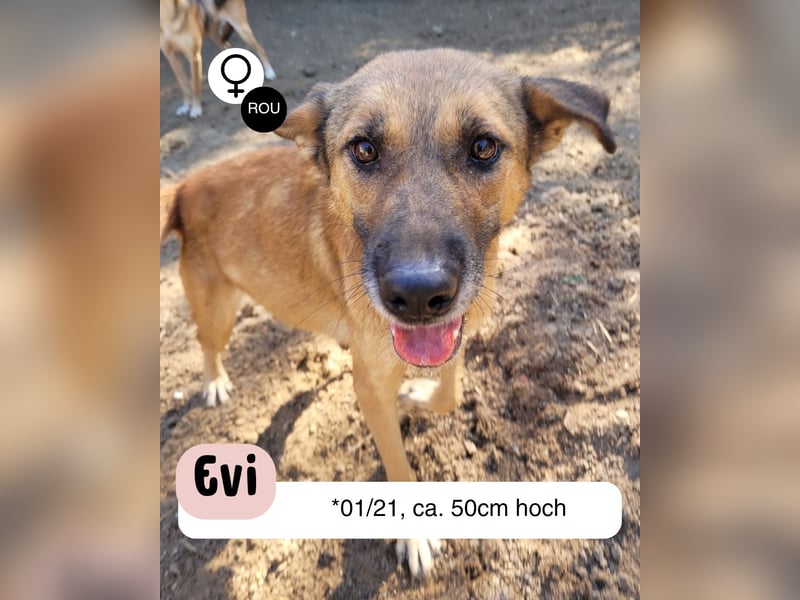 Aktive EVI