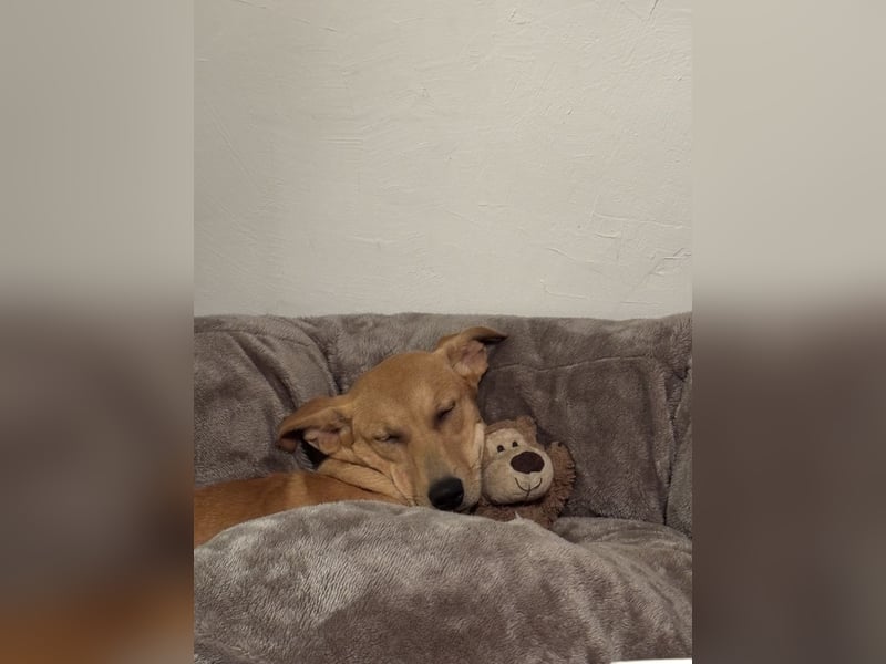 Juna - befindet sich in einer Pflegestelle in 76593 Gernsbach