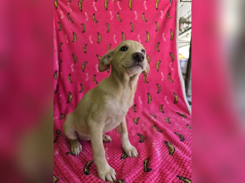 Pipa