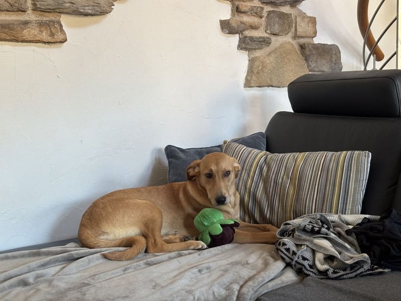 Juna - befindet sich auf einer Pflegestelle in Tierschutzverein-ARCA e.V.