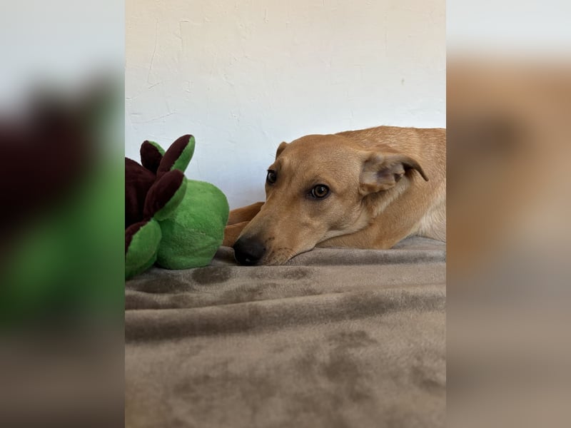 Juna - befindet sich auf einer Pflegestelle in Tierschutzverein-ARCA e.V.