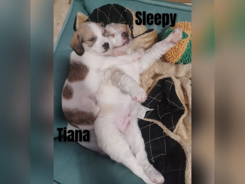 Sleepy, Triana, Sira, Caramelo, India