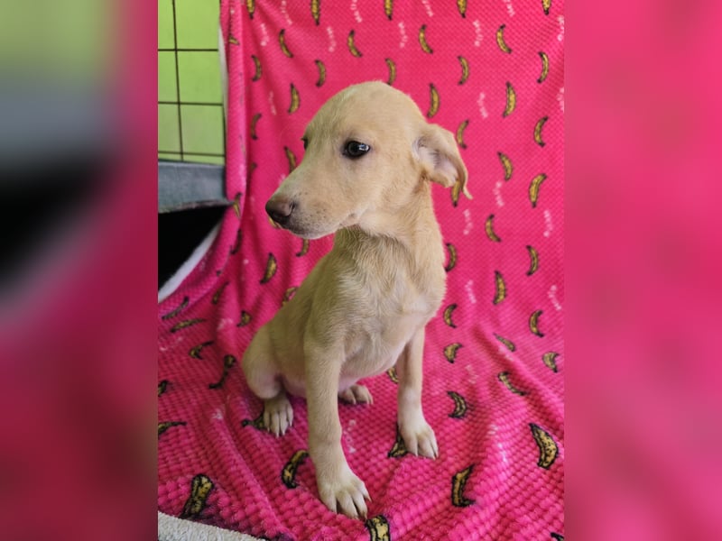 Pipa
