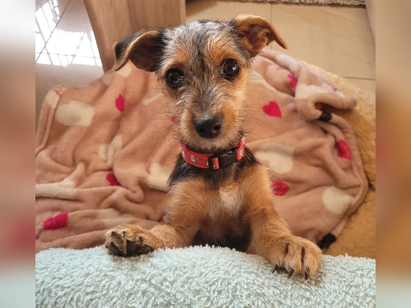 Bobby und Flora - befinden sich auf einer Pflegestelle in 55765 Birkenfeld