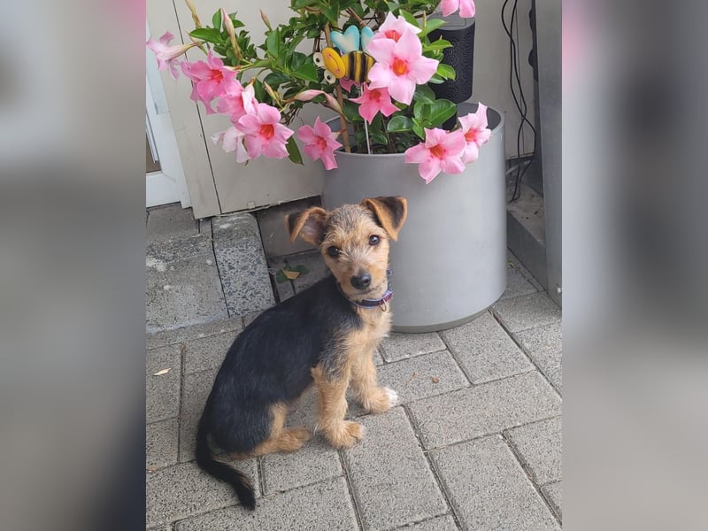 Bobby und Flora - befinden sich auf einer Pflegestelle in 55765 Birkenfeld