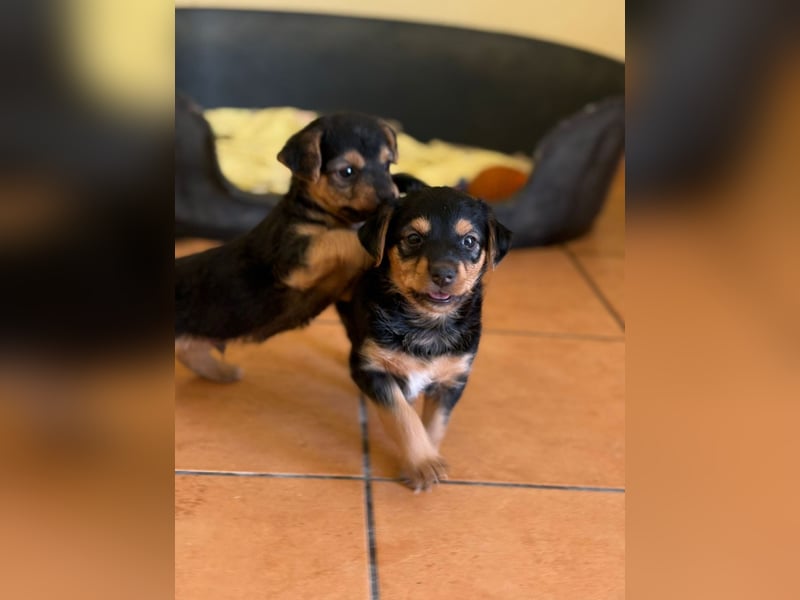 Filou, Pippa, Jenny, Bobby und Flora