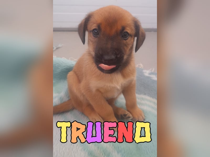 Trueno