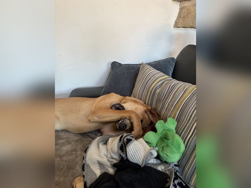 Juna - befindet sich auf einer Pflegestelle in Tierschutzverein-ARCA e.V.