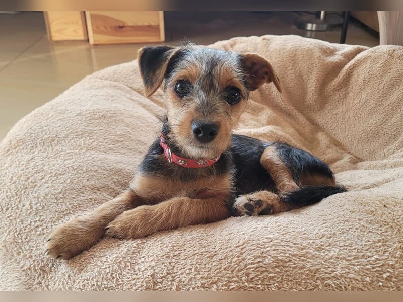 Bobby und Flora - befinden sich auf einer Pflegestelle in 55765 Birkenfeld