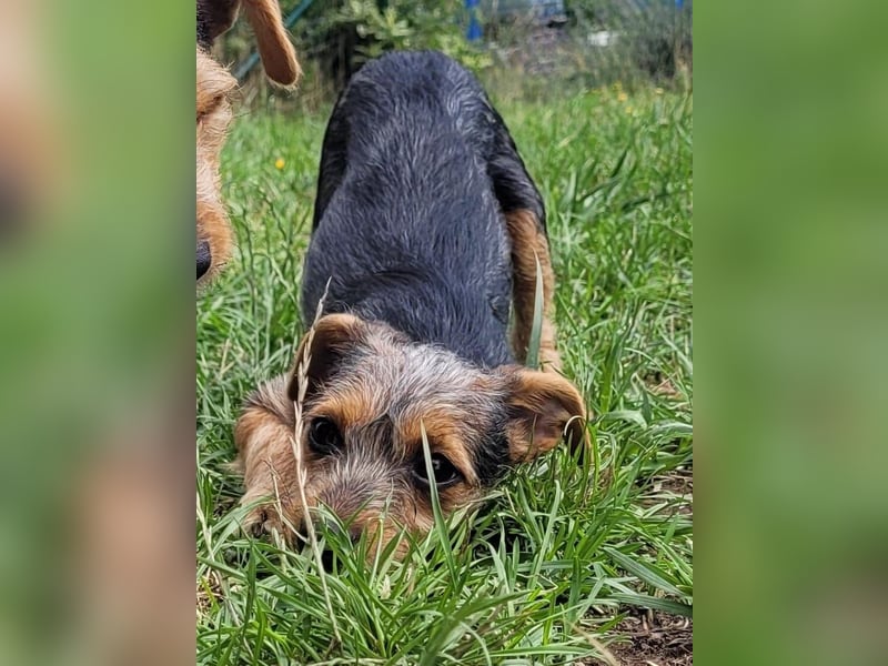 Bobby und Flora - befinden sich auf einer Pflegestelle in 55765 Birkenfeld
