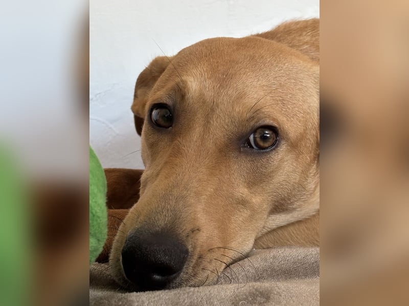 Juna - befindet sich auf einer Pflegestelle in Tierschutzverein-ARCA e.V.