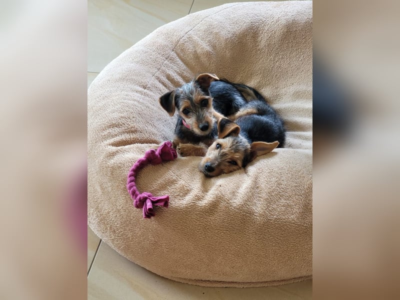 Bobby und Flora - befinden sich auf einer Pflegestelle in 55765 Birkenfeld