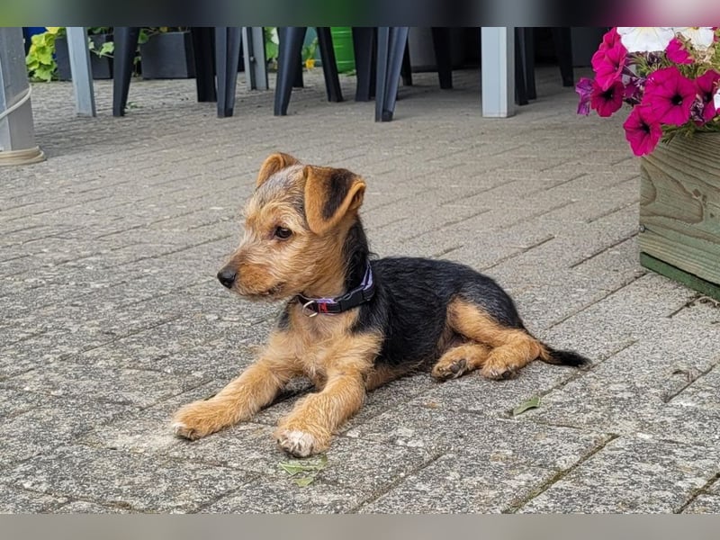 Bobby und Flora - befinden sich auf einer Pflegestelle in 55765 Birkenfeld