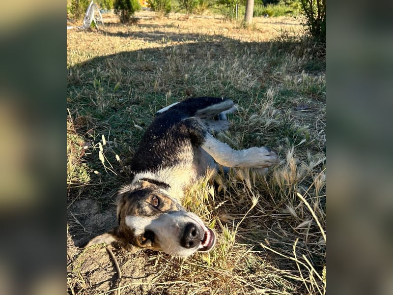 Vega