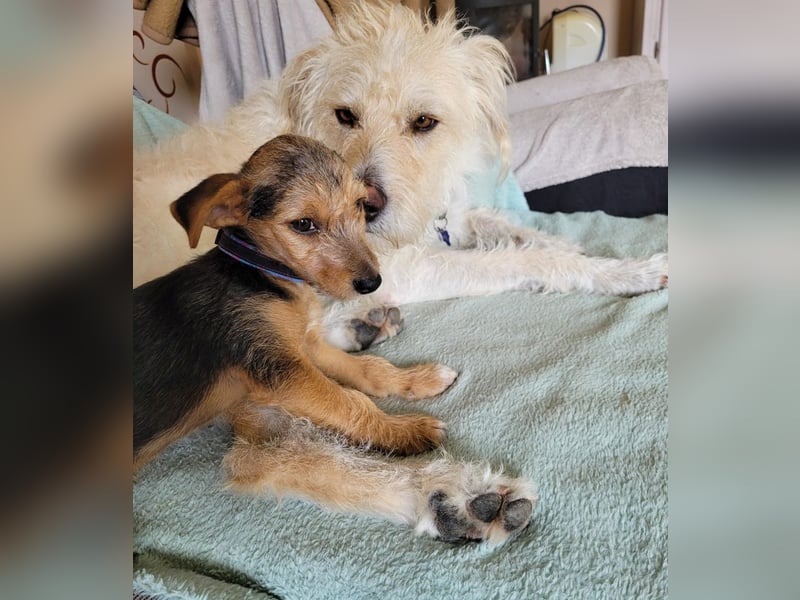 Bobby und Flora - befinden sich auf einer Pflegestelle in 55765 Birkenfeld
