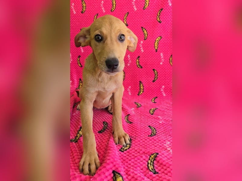 Juna - befindet sich in einer Pflegestelle in 76593 Gernsbach