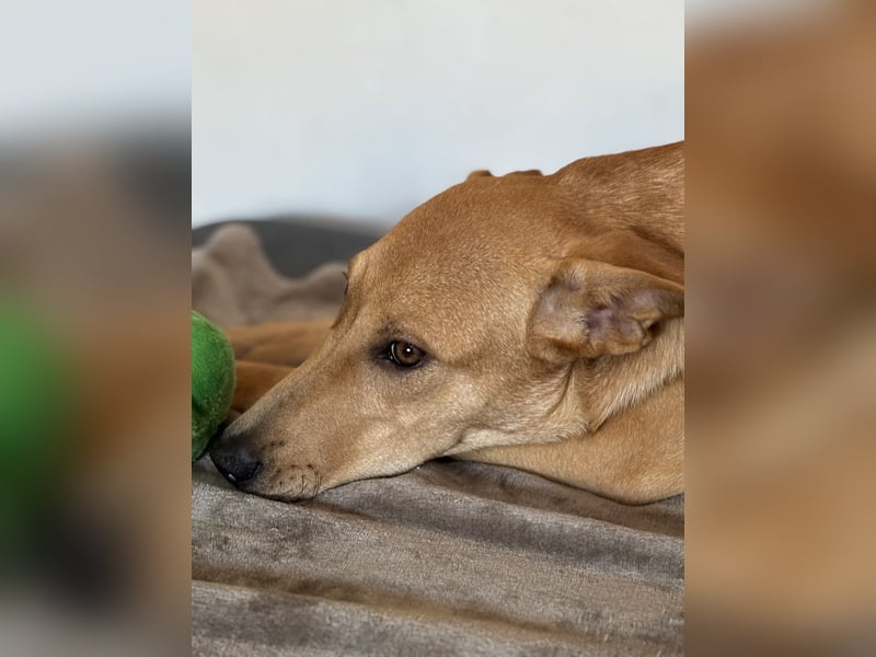 Juna - befindet sich auf einer Pflegestelle in Tierschutzverein-ARCA e.V.