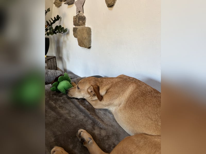 Juna - befindet sich in einer Pflegestelle in 76593 Gernsbach