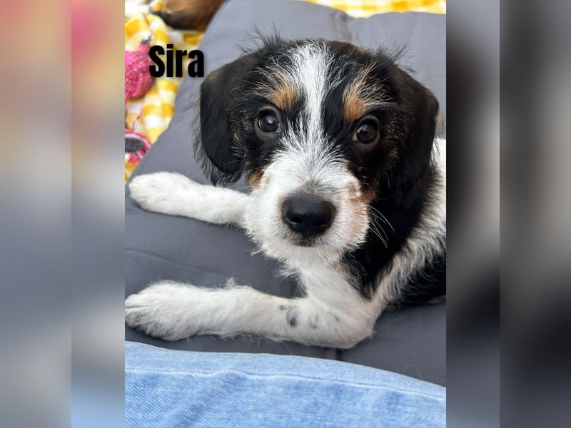 Sleepy, Triana, Sira, Caramelo, India