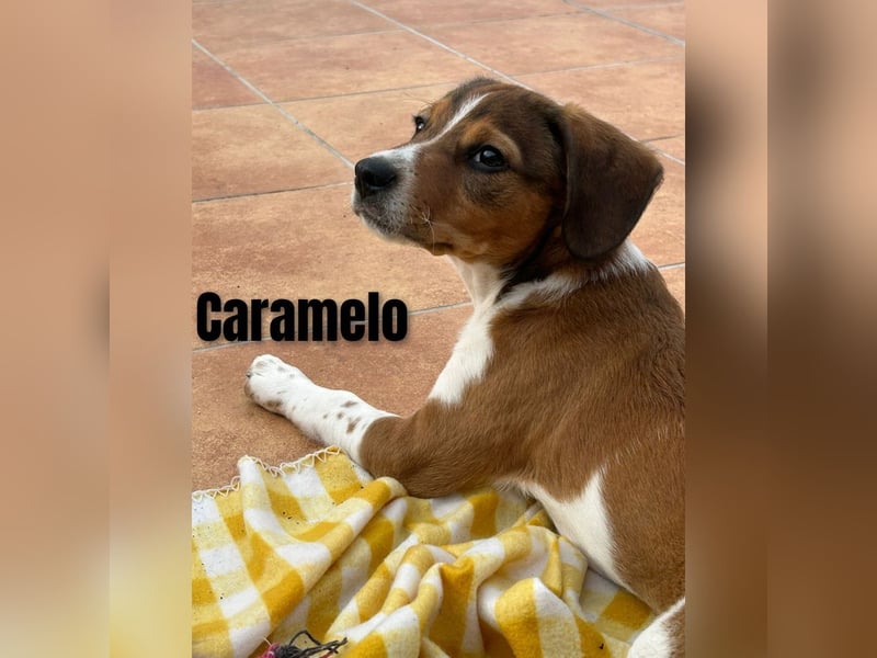 Sleepy, Triana, Sira, Caramelo, India