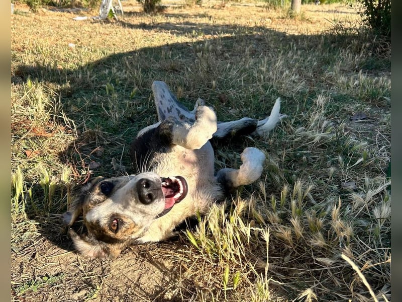 Vega