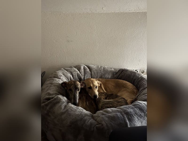 Juna - befindet sich auf einer Pflegestelle in Tierschutzverein-ARCA e.V.