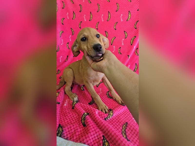 Juna - befindet sich auf einer Pflegestelle in Tierschutzverein-ARCA e.V.