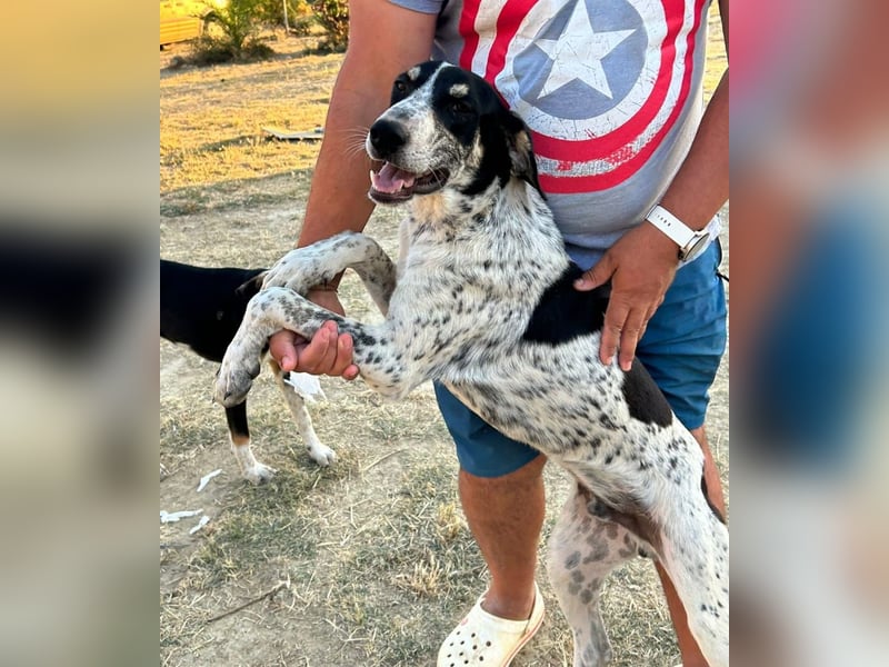 Lucero