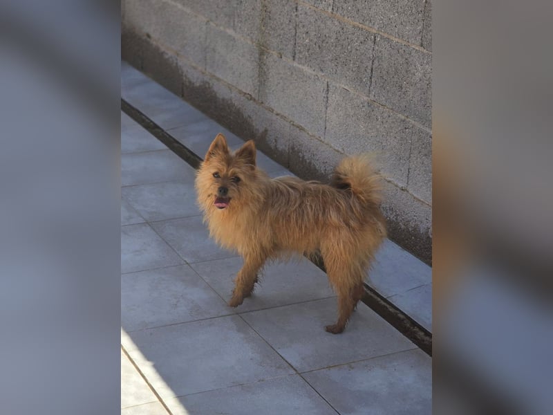 Chulo